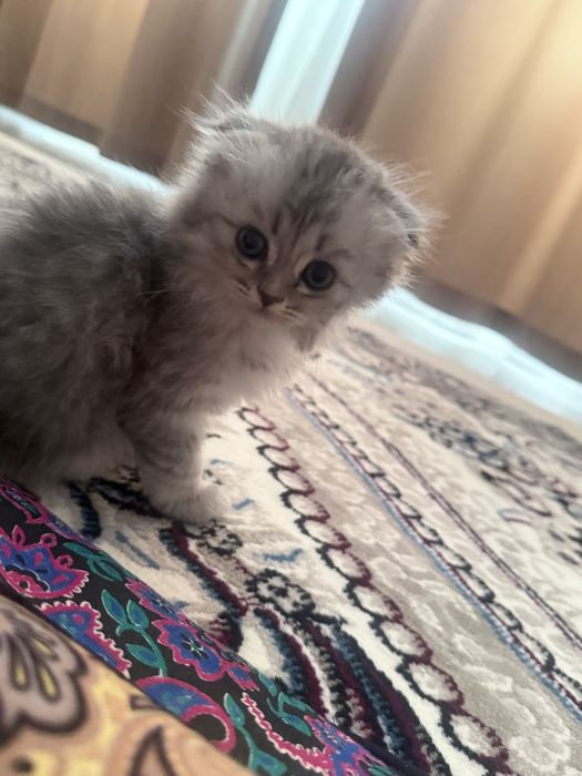 Бртаниский шиншила