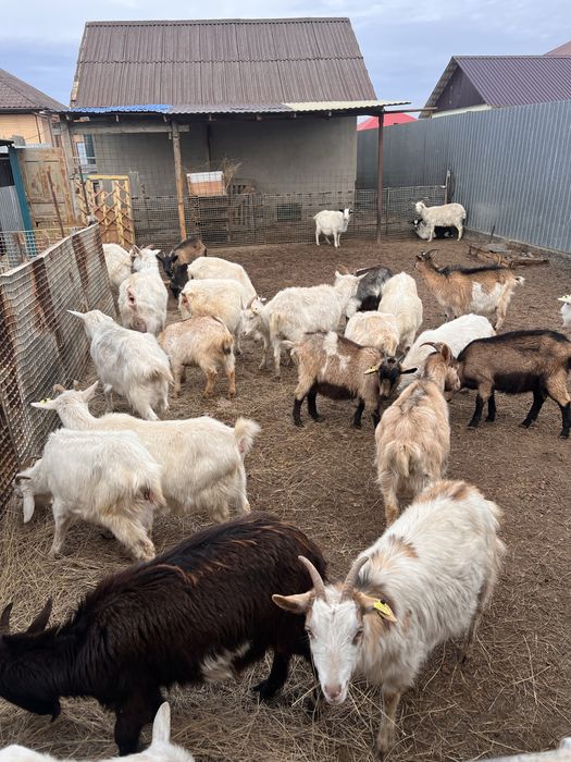 Козы козлятами можно отдельно