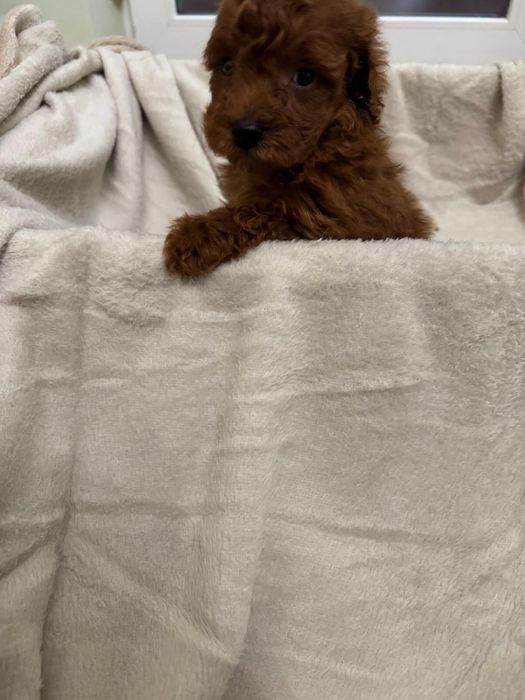 Caniche-Poodle Toy Baiat