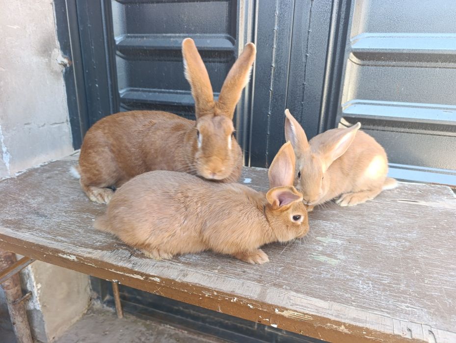 Burgunt quyon bolalari sotiladi