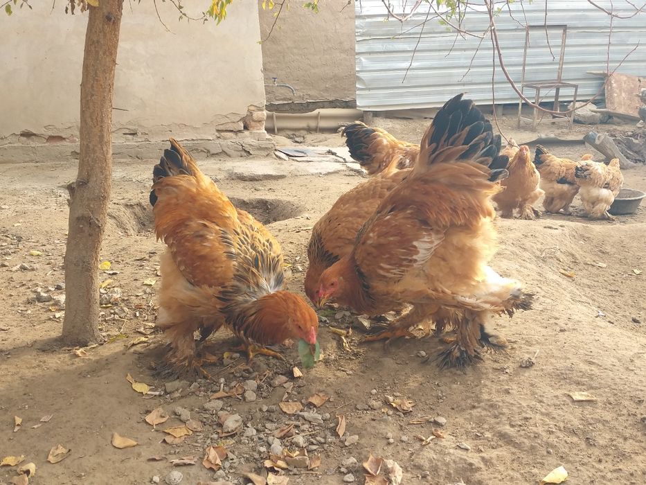 Brama tawiqlari satiladi 8 ayliq 150 min som 6 shtuk bar