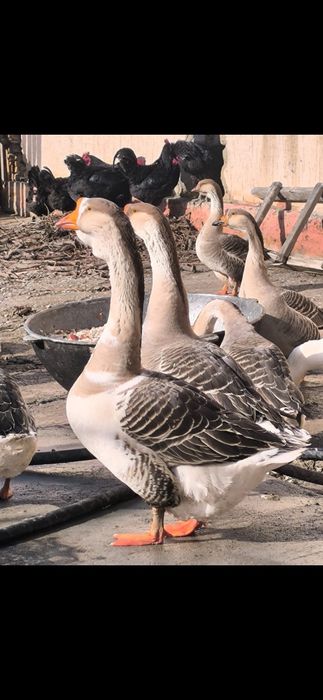 Қаздар сатыдады срочна 9шт