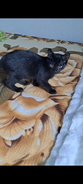 Pisicuți caută forever home