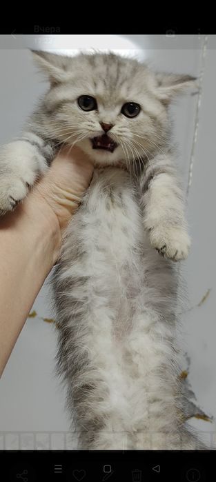Большой выбор котят
