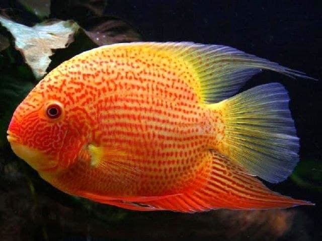 Продам пару северумов