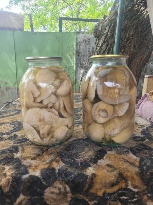 Грибы,маринованные,Синеножка