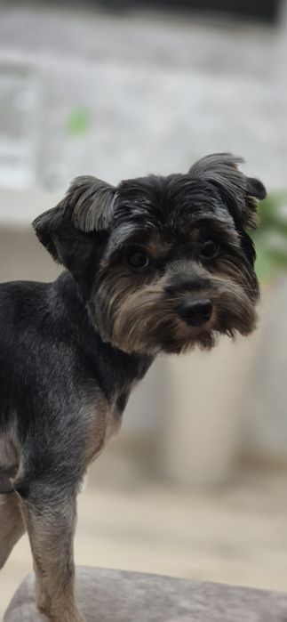 Вязка девочка йоркширский терьер