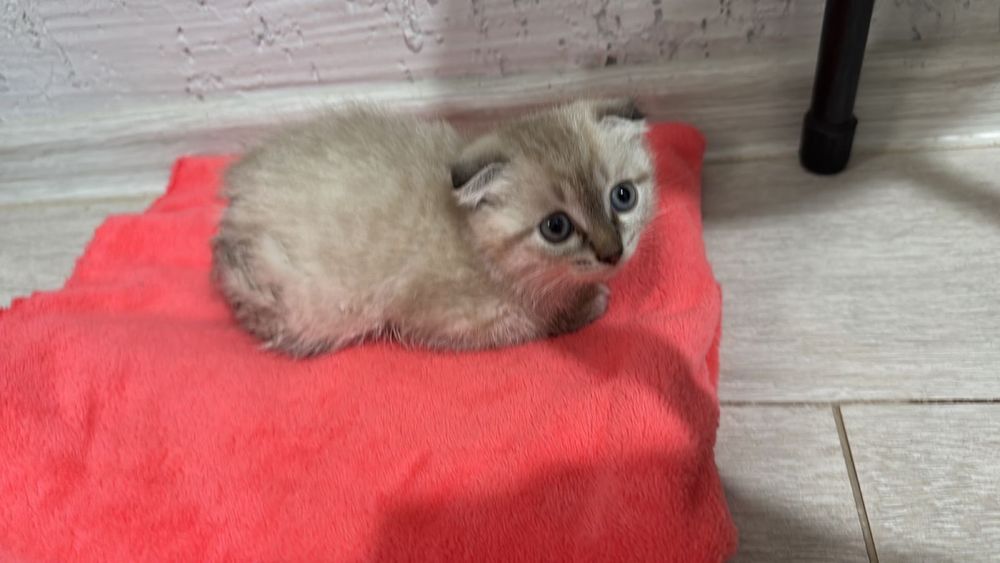 Шотландская кошка