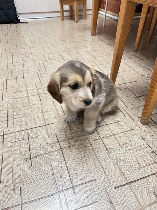 Отдадим щенка в хорошие руки