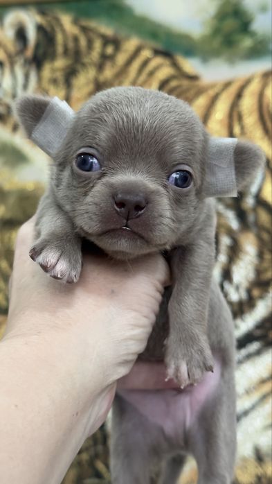 Супер малыши лилового окраса