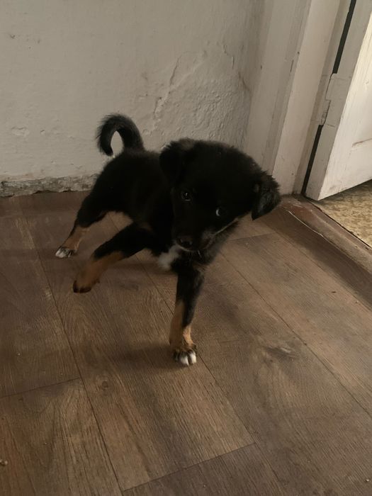 Щенок добермана