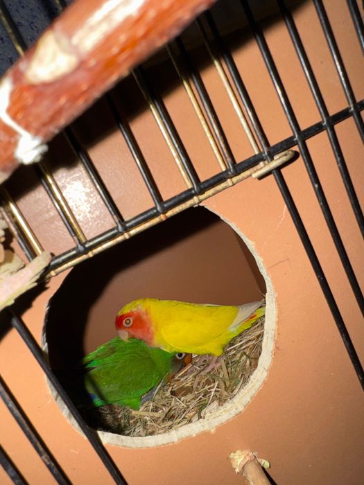 Попугаи-неразлучники