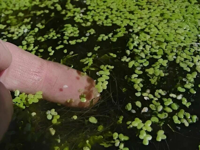Ряска аквариумное растение
