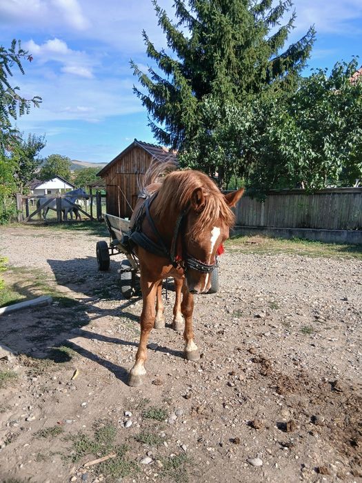De vânzare o mânzā de doi ani