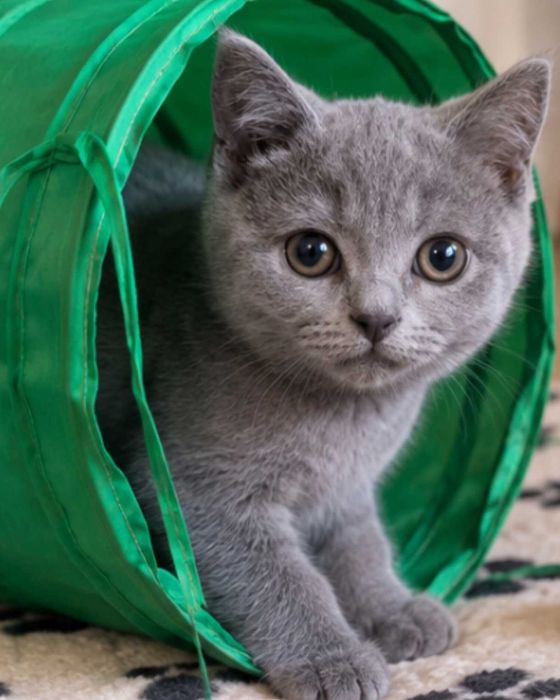 British Silver tabby