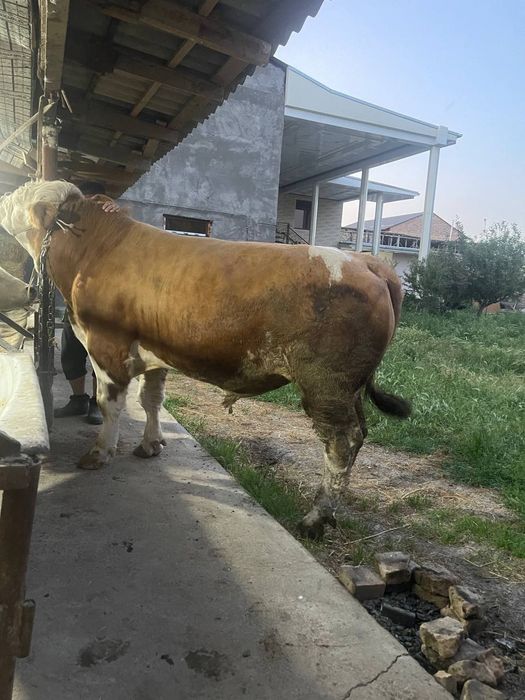 Qurbonlik ucun mol qoylarimiza bor qasoblik xizmati xam bor