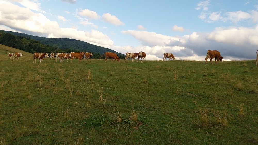 Vaci tinere de vânzare