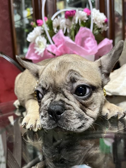 Эксклюзивные французики