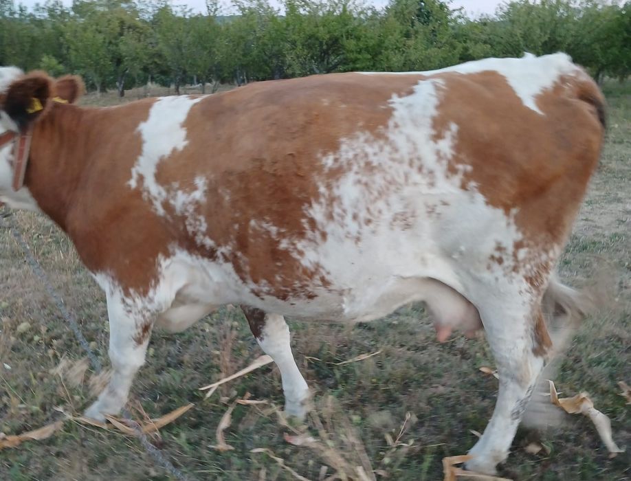 Vand vaca in varsta de 3 ani