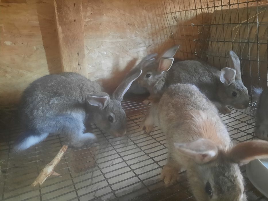 Продам крольчат.