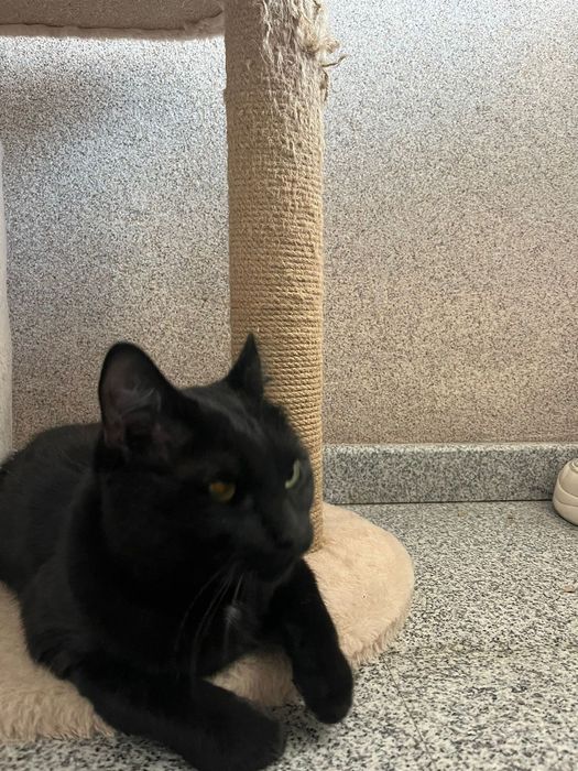 Отдам даром в добрые руки