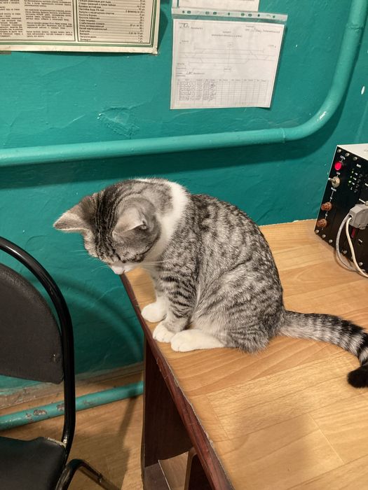 Отдам в добрые руки срочно