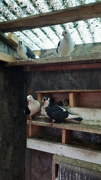 Vând porumbei jucători de Galați