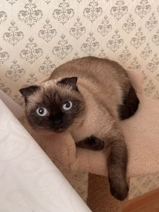 Кошка в добрые руки