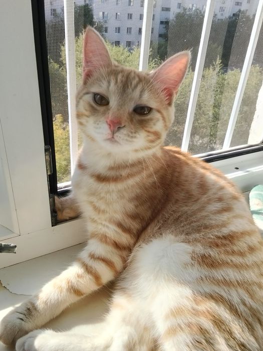 Срочно отдам котенка мальчик