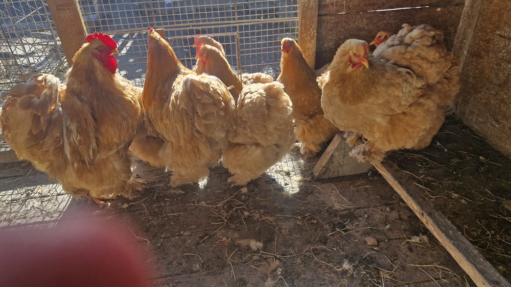 Cochinchina galben urias