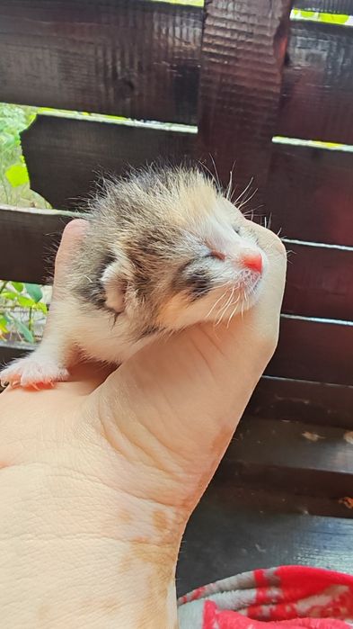 4 pui de pisicuta
