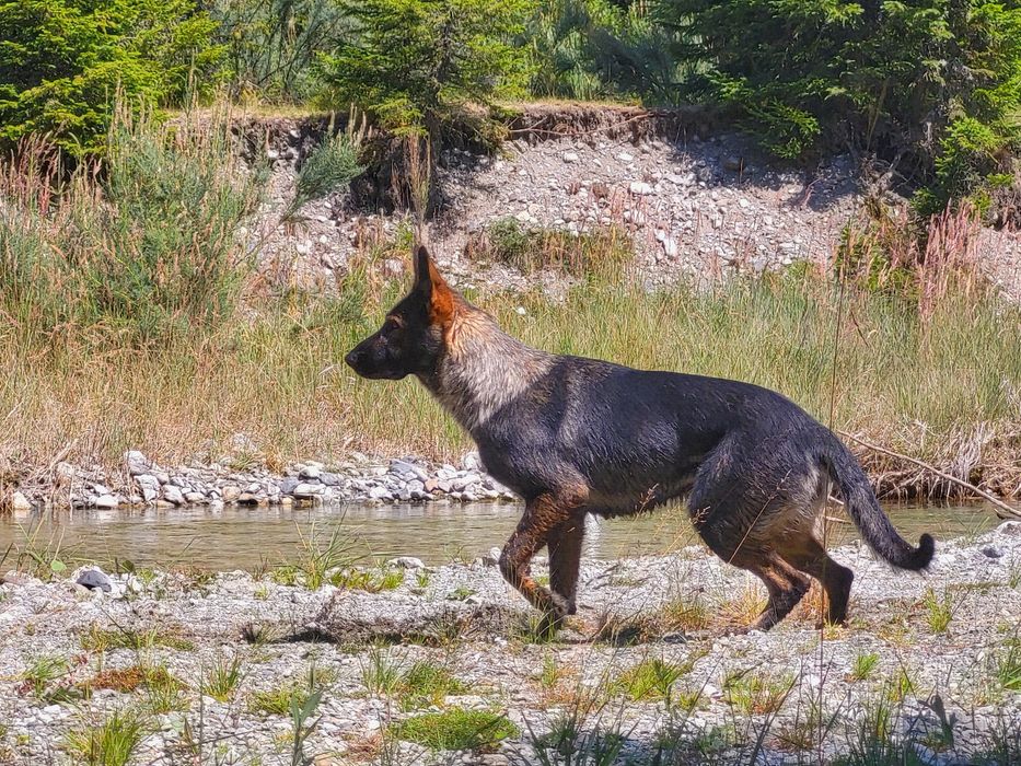 Ciobanesc german linie veche