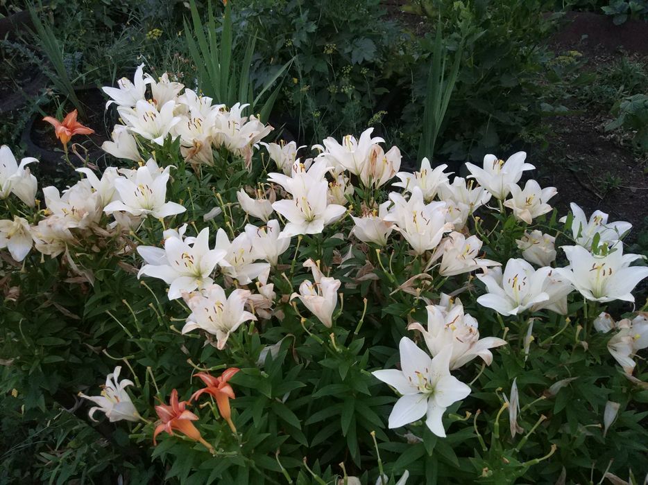 Продам дачу по зерендинской трассе