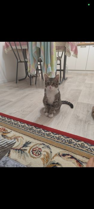 Продаем кота малтчик