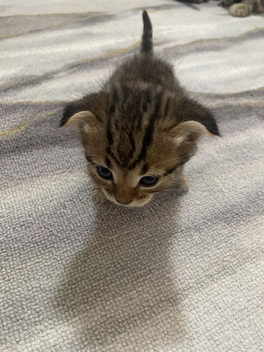 Отдам котят.