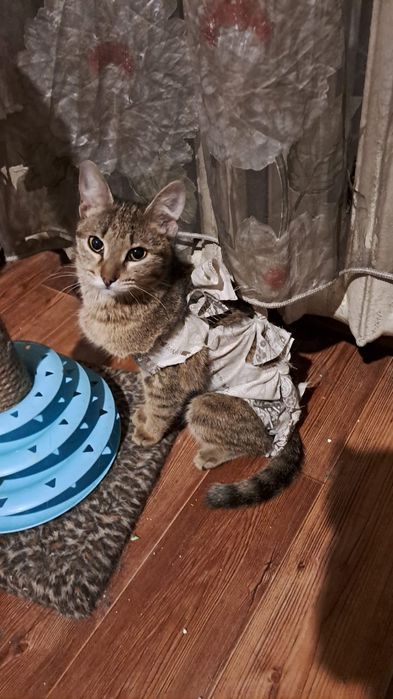 Пропала кошка в мкр. Кулагер