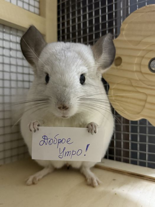 Шиншиллы с витриной