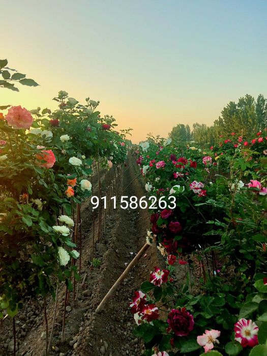 атиргул ва штаповийлар гулам бор