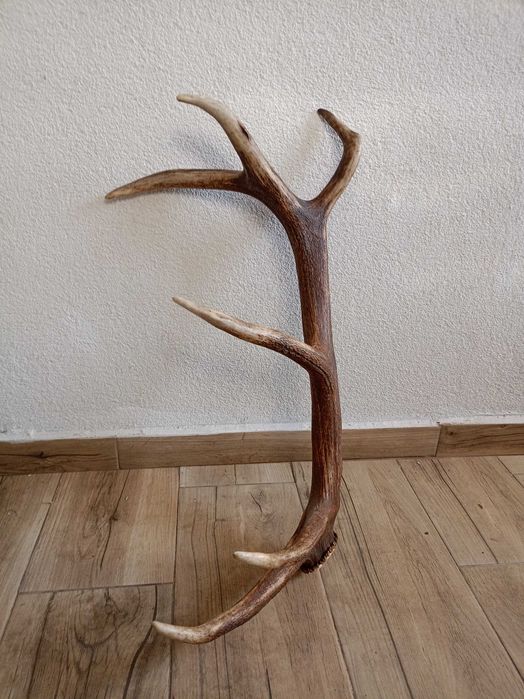 Еленски рога комплект