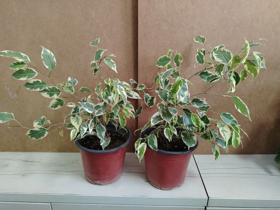 Лимон деревце плодоносящее