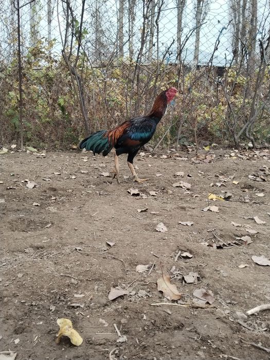 Хороз сотилади  зоти тоза