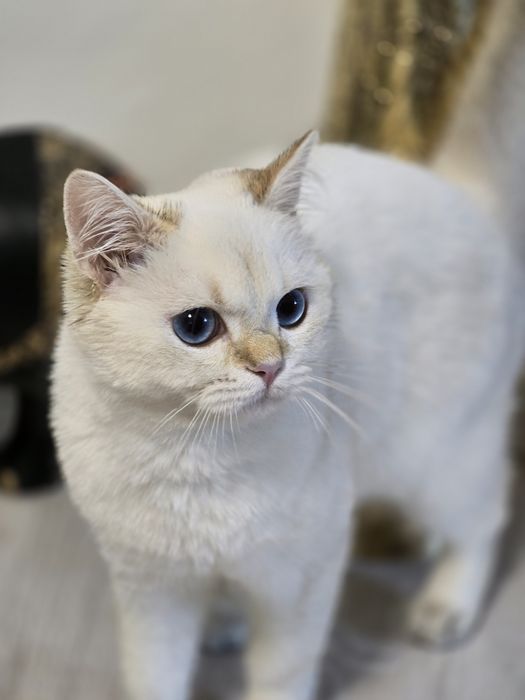 Pui pisică british longhair