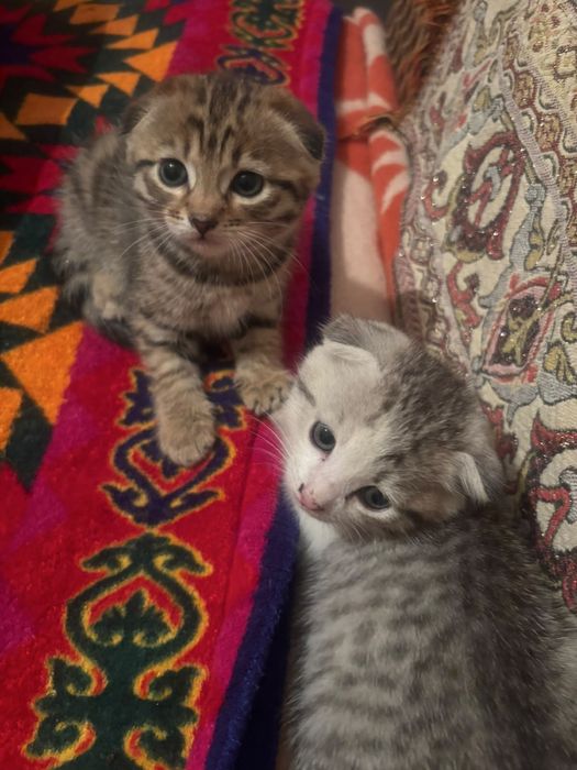 Котяткии 1 месяц