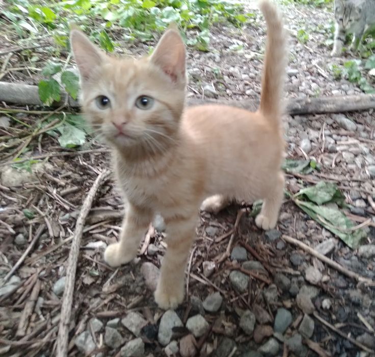 Котята рыжие мальчики