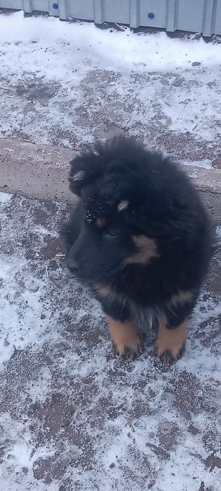 Отдам щенка в добрые руки