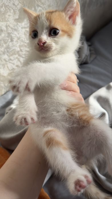 рыжий котенок ищет дом