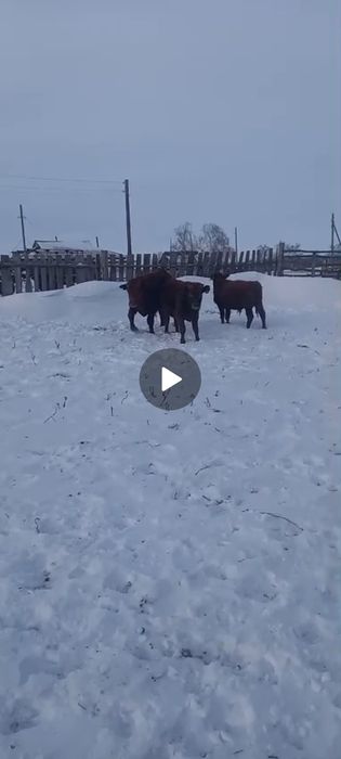 6 бас Торпактар сатылады