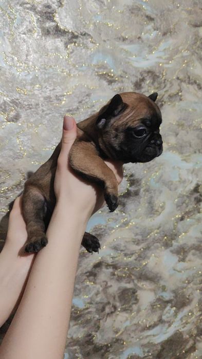 Девочки французского бульдога