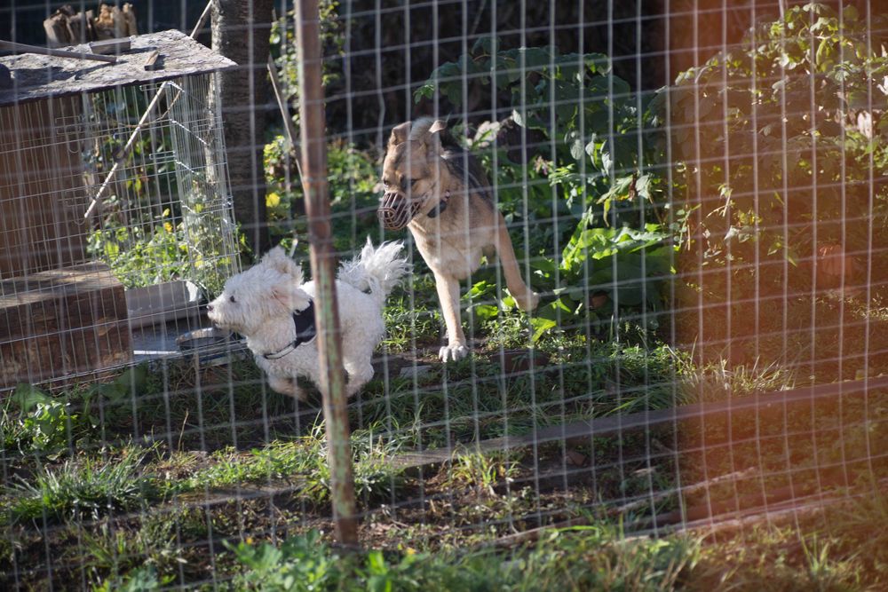 CAZARE caine,pensiune PET HOTEL,PET SITTER bona animale