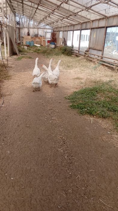 Продам гусей домашних.
